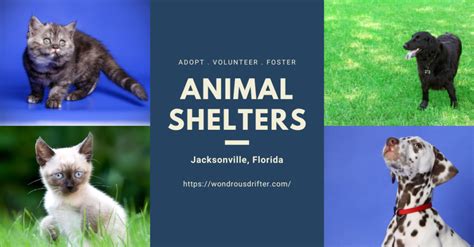 animal shelters jacksonville fl.